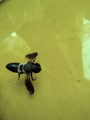 Megachile disjunctiformis