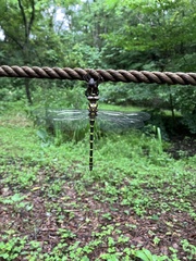 Anotogaster sieboldii sieboldii