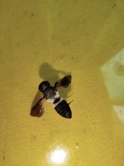 Megachile disjunctiformis