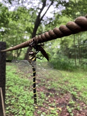 Anotogaster sieboldii sieboldii
