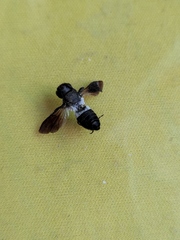 Megachile disjunctiformis
