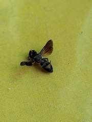 Megachile disjunctiformis