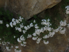 Asperula hirta