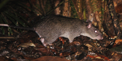 Uromys caudimaculatus