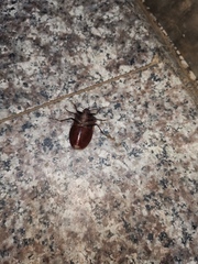 Chalcopis glandulosa