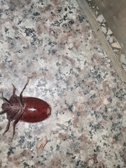 Chalcopis glandulosa