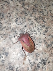 Chalcopis glandulosa