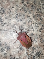 Chalcopis glandulosa