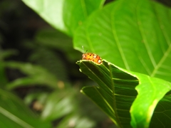 Iphiclus sedecimmaculatus