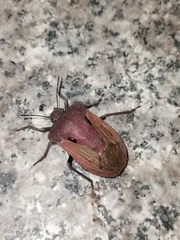 Chalcopis glandulosa
