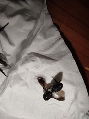 Megachile disjunctiformis