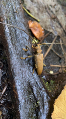 Acalolepta aesthetica