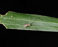 Mesida argentiopunctata