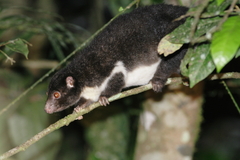 Pseudochirulus herbertensis