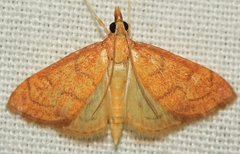 Anania testacealis