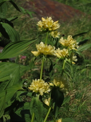 Gentiana burseri