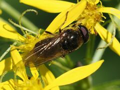 Cheilosia canicularis
