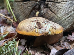 Buglossoporus quercinus