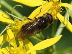 Cheilosia canicularis
