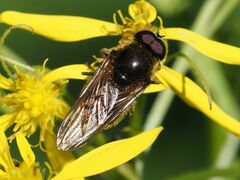 Cheilosia canicularis