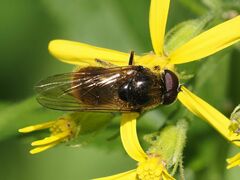 Cheilosia canicularis