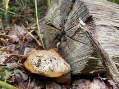 Buglossoporus quercinus