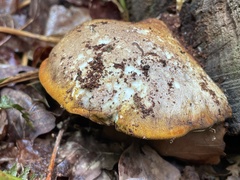 Buglossoporus quercinus