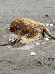 Cervus nippon centralis