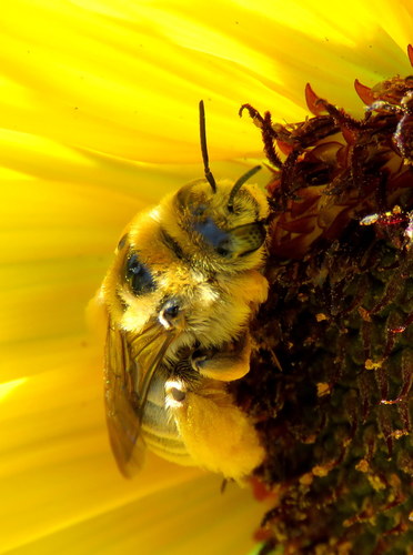 Sunflower Chimney Bee photo 3