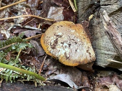 Buglossoporus quercinus