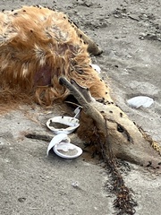 Cervus nippon centralis