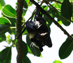 Pteropus conspicillatus