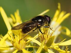 Cheilosia canicularis