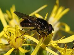 Cheilosia canicularis