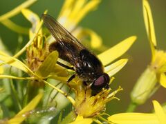 Cheilosia canicularis