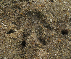 Uromys caudimaculatus