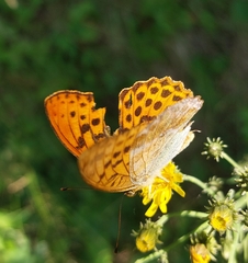 Argynnis paphia