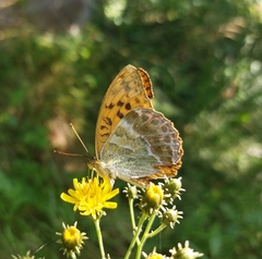 Argynnis paphia