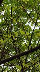Phylloscopus castaniceps