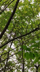 Phylloscopus castaniceps
