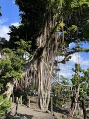 Ficus prolixa