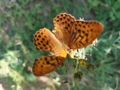 Argynnis paphia