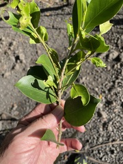 Ficus prolixa
