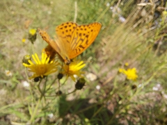 Argynnis paphia