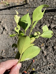 Ficus prolixa