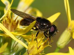 Cheilosia canicularis