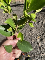 Ficus prolixa