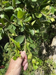 Ficus prolixa