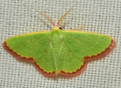 Eucrostes indigenata