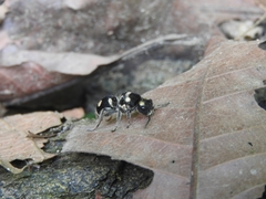 Hoplomutilla